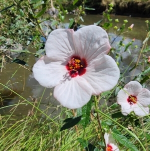 Pavonia hastata at Urambi Hills - 13 Feb 2024