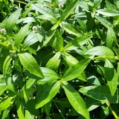 Alternanthera philoxeroides at Greenway, ACT - 13 Feb 2024