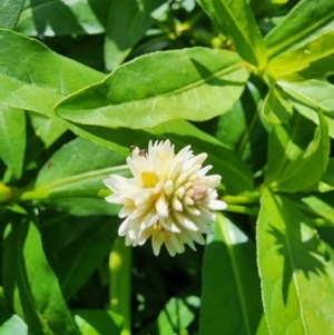 Alternanthera philoxeroides at Greenway, ACT - 13 Feb 2024