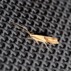 Crocanthes prasinopis (A Curved -horn moth) at Harrison, ACT - 12 Feb 2024 by DPRees125