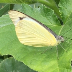 Appias paulina (Yellow albatross) at Lower Borough, NSW - 10 Feb 2024 by mcleana