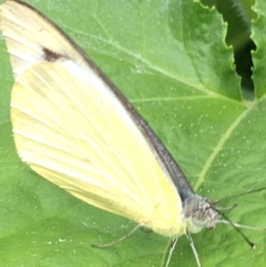 Appias paulina at Lower Borough, NSW - 10 Feb 2024