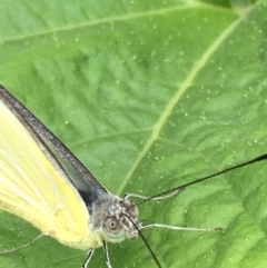 Appias paulina at Lower Borough, NSW - 10 Feb 2024