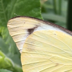 Appias paulina at Lower Borough, NSW - 10 Feb 2024