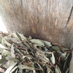 Unverified Mammal at Lower Borough, NSW - 1 Feb 2024 by mcleana