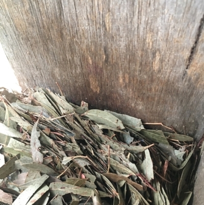 Unverified Mammal at Lower Borough, NSW - 1 Feb 2024 by mcleana