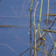 Ischnura heterosticta (Common Bluetail Damselfly) at Hall, ACT - 13 Feb 2024 by Anna123