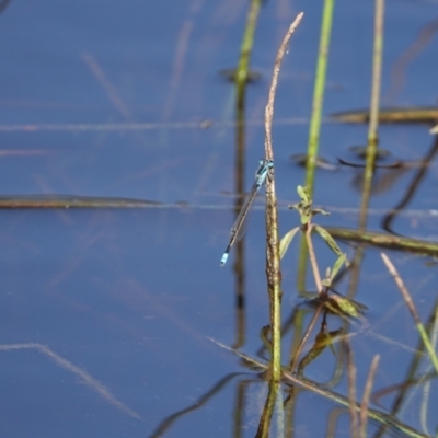 Ischnura heterosticta (Common Bluetail Damselfly) at Hall, ACT - 13 Feb 2024 by Anna123