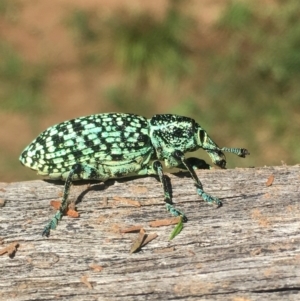 Chrysolopus spectabilis at Lower Borough, NSW - 1 Feb 2024