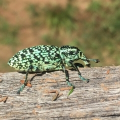 Chrysolopus spectabilis (Botany Bay Weevil) at Lower Borough, NSW - 1 Feb 2024 by mcleana