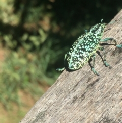 Chrysolopus spectabilis at Lower Borough, NSW - 1 Feb 2024