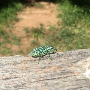 Chrysolopus spectabilis at Lower Borough, NSW - 1 Feb 2024 11:12 AM