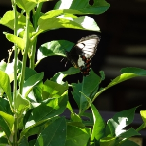 Papilio aegeus at Hall, ACT - 13 Feb 2024