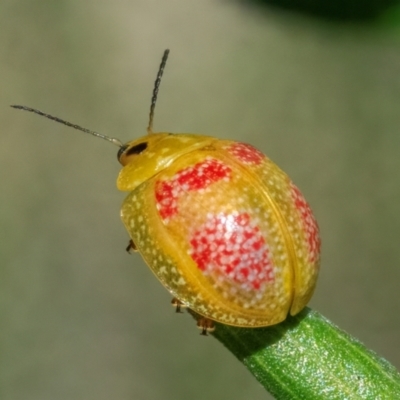 Paropsisterna fastidiosa (Eucalyptus leaf beetle) at Googong, NSW - 1 Jan 2024 by WHall