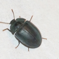 Pterohelaeus striatopunctatus at Googong, NSW - 3 Jan 2024 by WHall