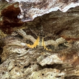 Chrysolarentia lucidulata at Namadgi National Park - 7 Jan 2024