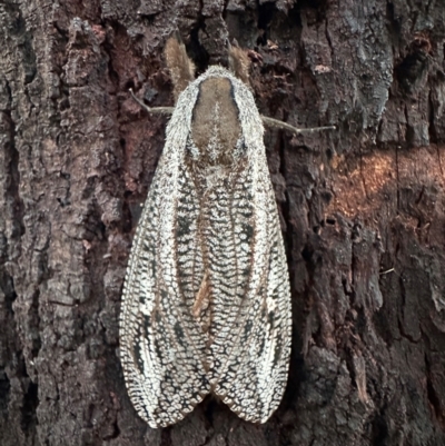 Endoxyla lituratus (A Wattle Goat Moth) at Ainslie, ACT - 11 Feb 2024 by Pirom