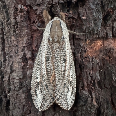 Endoxyla lituratus (A Wattle Goat Moth) at Mount Ainslie - 11 Feb 2024 by Pirom