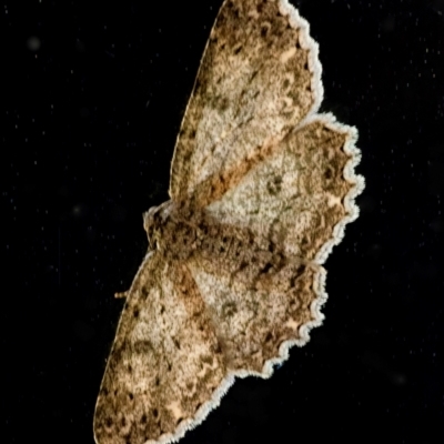 Ectropis fractaria (Ringed Bark Moth) at Googong, NSW - 6 Jan 2024 by WHall