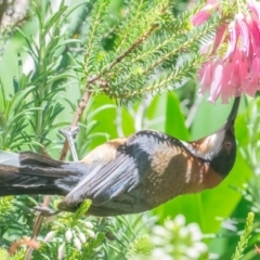 Acanthorhynchus tenuirostris (Eastern Spinebill) at Googong, NSW - 6 Jan 2024 by WHall