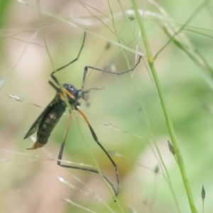 Limoniidae (family) at QPRC LGA - 18 Jan 2024