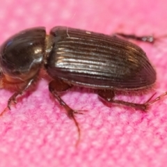 Acrossidius tasmaniae (Black-headed pasture cockchafer) at Googong, NSW - 24 Jan 2024 by WHall