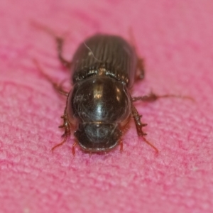 Acrossidius tasmaniae at QPRC LGA - 24 Jan 2024