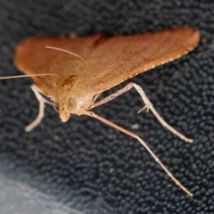 Endotricha pyrosalis (A Pyralid moth) at Googong, NSW - 6 Feb 2024 by WHall