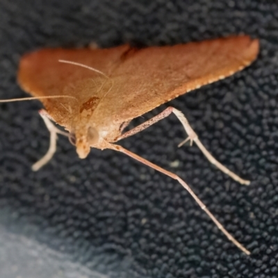 Endotricha pyrosalis (A Pyralid moth) at QPRC LGA - 6 Feb 2024 by WHall