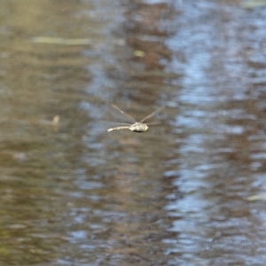 Anax papuensis at Hall, ACT - 13 Feb 2024