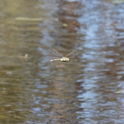 Anax papuensis (Australian Emperor) at Hall, ACT - 13 Feb 2024 by Anna123