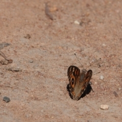 Junonia villida (Meadow Argus) at Hall, ACT - 13 Feb 2024 by Anna123