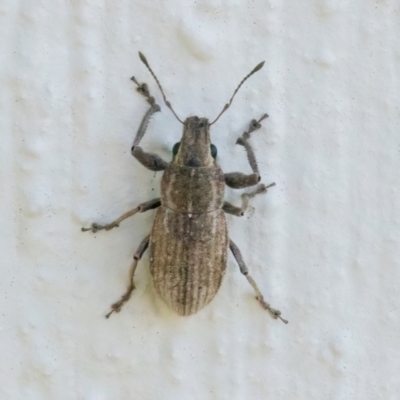 Naupactus leucoloma (White-fringed weevil) at Googong, NSW - 9 Feb 2024 by WHall