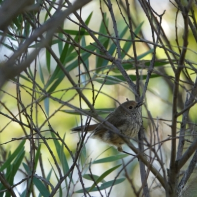 Acanthiza pusilla (Brown Thornbill) at Hall, ACT - 13 Feb 2024 by Anna123