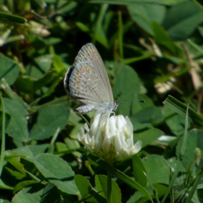 Zizina otis (Common Grass-Blue) at Downer, ACT - 13 Feb 2024 by RobertD