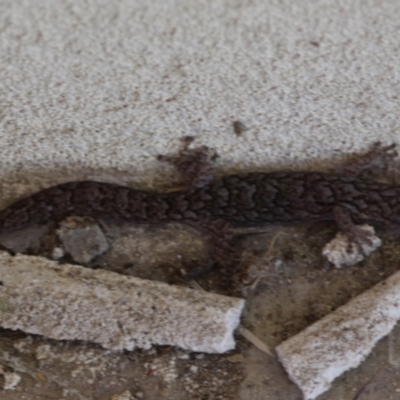 Christinus marmoratus (Southern Marbled Gecko) at Hall, ACT - 22 Dec 2023 by Anna123