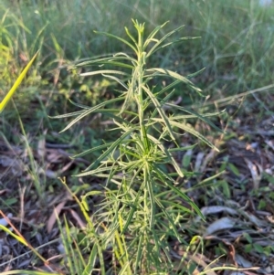Cassinia longifolia at Higgins Woodland - 13 Feb 2024