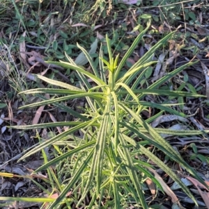 Cassinia longifolia at Higgins Woodland - 13 Feb 2024 04:31 PM