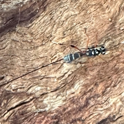 Ichneumonidae (family) (Unidentified ichneumon wasp) at Campbell, ACT - 10 Jan 2024 by Pirom