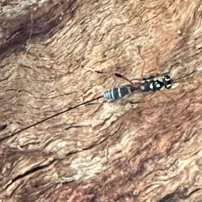 Ichneumonidae (family) (Unidentified ichneumon wasp) at Mount Ainslie - 10 Jan 2024 by Pirom