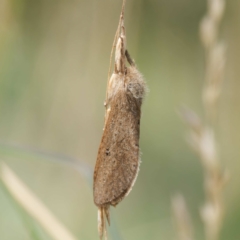 Fraus (genus) (A swift or ghost moth) at Namadgi National Park - 12 Feb 2024 by DPRees125
