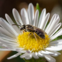 Lasioglossum (Homalictus) sp. (genus & subgenus) (Furrow Bee) at Harrison, ACT - 9 Feb 2024 by DPRees125