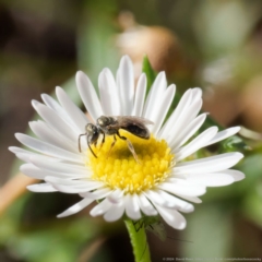 Lasioglossum (Homalictus) sp. (genus & subgenus) at Harrison, ACT - 9 Feb 2024