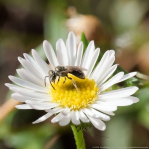 Lasioglossum (Homalictus) sp. (genus & subgenus) at Harrison, ACT - suppressed