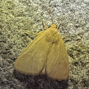 Leucania abdominalis at Reid, ACT - 4 Feb 2024 09:03 PM