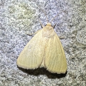 Leucania abdominalis at Reid, ACT - 4 Feb 2024