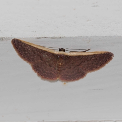 Idaea inversata (Purple Wave) at Harrison, ACT - 9 Feb 2024 by DPRees125