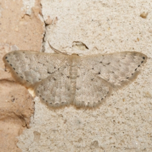 Idaea philocosma at Harrison, ACT - 9 Feb 2024