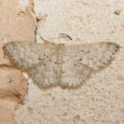 Idaea philocosma (Flecked Wave) at Harrison, ACT - 9 Feb 2024 by DPRees125