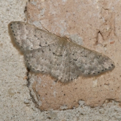 Idaea philocosma at Harrison, ACT - 9 Feb 2024